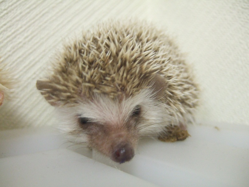 はりねずみ専門店 Hedgehog Central ハリネズミ フクロモモンガ販売中 はりねずみの赤ちゃん販売開始です